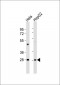 MPZ Antibody