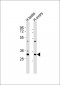 MLF1 Antibody