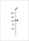 Kv10.1 Antibody