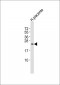 RRAS2 Antibody