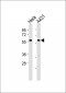 TCP1 theta Antibody