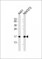 PBR Antibody