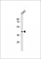 FPR1 Antibody