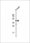 GPR15 Antibody