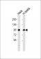 Mitofilin Antibody