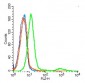 Rabbit Anti-TLR2 Polyclonal Antibody
