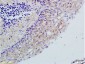 Rabbit Anti-TLR2 Polyclonal Antibody