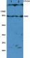 Rabbit Anti-TLR2 Polyclonal Antibody