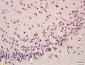 Rabbit Anti-ATF4/CREB-2 Polyclonal Antibody