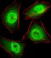 GTF2I Antibody (C-term)