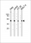 GLUL Antibody (N-term)