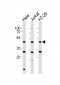 GLUL Antibody (N-term)