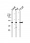 GLUL Antibody (N-term)