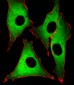 GSS Antibody (C-term)