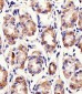 PACSIN2 Antibody (C-term)