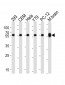 TBB5 Antibody