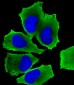 MAP3K13 (LZK) Antibody