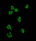 MAP3K13 (LZK) Antibody