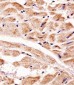 PINK1 Antibody