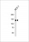 DDR1 Antibody