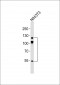 ABL2 Antibody