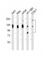 LAMP1 Antibody