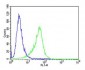 CF150 Antibody  (Center)