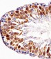Mouse Pbk Antibody(N-term)