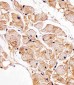 SSPN Antibody (N-term)