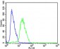 STMN2 Antibody (N-term)