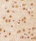 Mouse Sirt1 Antibody (C-term)