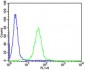 NCAM1 Antibody (C-term)