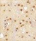 Mouse Actl6a Antibody (C-term)