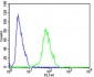 FGFR1 Antibody (Center)