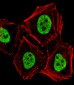PCGF6 Antibody (C-term)