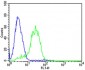 DLK1 Antibody (C-term)