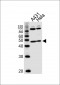 NOVA1 Antibody (Center)