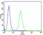 NTRK3 Antibody (Center)