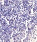 ANAPC2 Antibody (C-term)