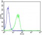 (Mouse) Shh Antibody (C-term)