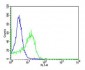 CD34 Antibody (C-term)