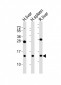 CXCL11 Antibody