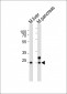 Mouse Noto Antibody (C-term)