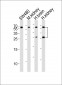 FGF9 Antibody