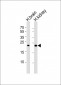 FGF9 Antibody