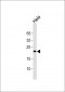 FGF4 Antibody