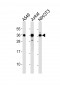 DKK1 Antibody