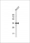 (Mouse) Sox2 Antibody (N-term)