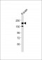 ERBB4 Antibody (C-term)