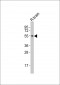 SMAD3 Antibody (Center)